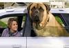 Bodyguard