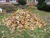 Pile of Leaves to Jump in!