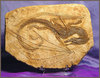 a dragon fossil