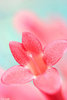 heart shaped pink flower