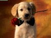 A puppy with a rose