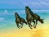 Horseback Ride on the  Beach