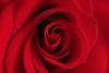 Red rose for you