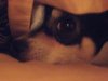 puppy sandwich