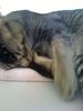 Paws and hugs