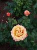 Swirl Rose