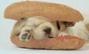 hotdog