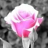 A special rose for you love