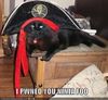 Pirate Cat