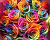 rainbow roses :]