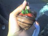 home made chocolate strawberry