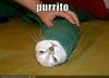 Cat burrito