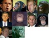 george the monkey...
