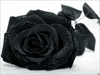Dark rose!