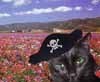 pirate kitty!