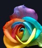 a rainbow rose