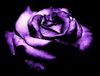 A Purple &amp; Black Rose