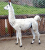 A llama