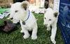 white lion cubs