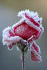 A winter's  rose