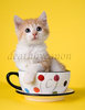 purrrfect time for tea
