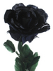 Black Rose