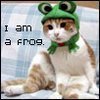 Frog Cat