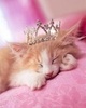 Princess Kitty