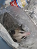 Opossum