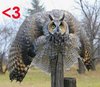 Owl Love