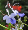 A Tropical Flower