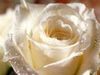 a white rose