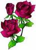 rose lover