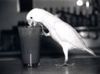 an alcoholic parrot?
