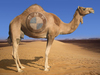 A Quick Camel