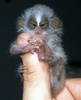 Thumb Monkey