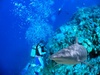 A scuba diving trip with sharks!