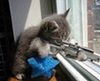 Sniper kitty!