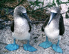 Are your BOOBIES blue-footed?
