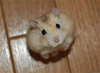 Hamster love 