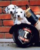 Cute Fire puppies