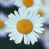 A Pretty Daisy