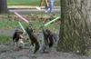 Jedi Squirrel Pets