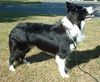 Collie