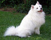 American Eskimo 