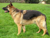 German Sheperd