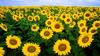 A Picnic in the Sunflowers