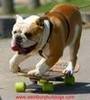 Bulldog Skateboard