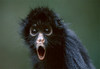 a very shocked monkey