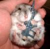 Hamster Marine